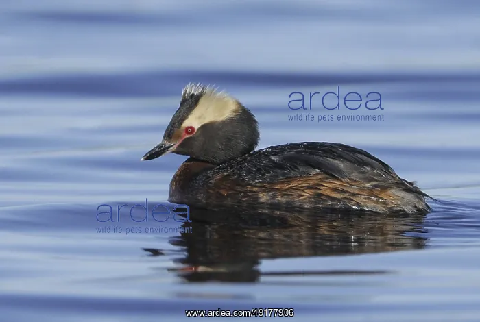  : Horned Grebe (Podiceps auritus), Alberta, Canada