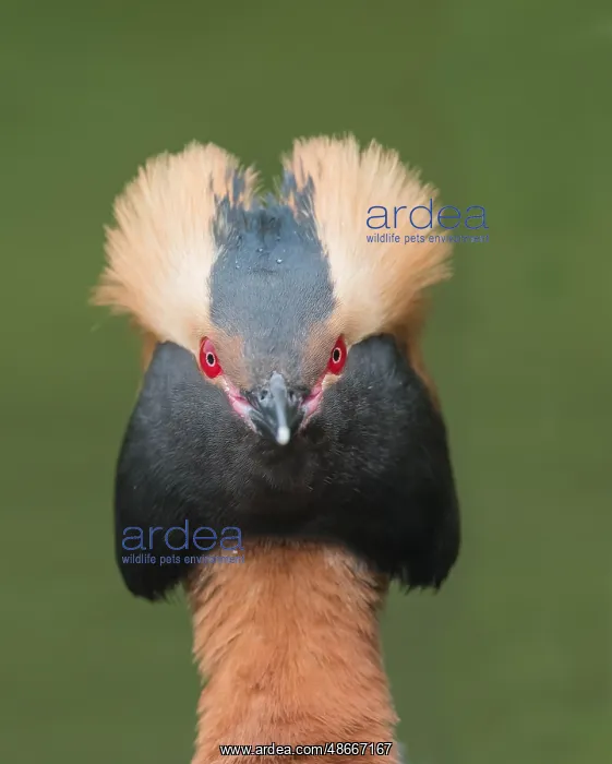 : Horned Grebe (Podiceps auritus), Sweden, Europe : Horned Grebe (Podiceps auritus), Sweden, Europe