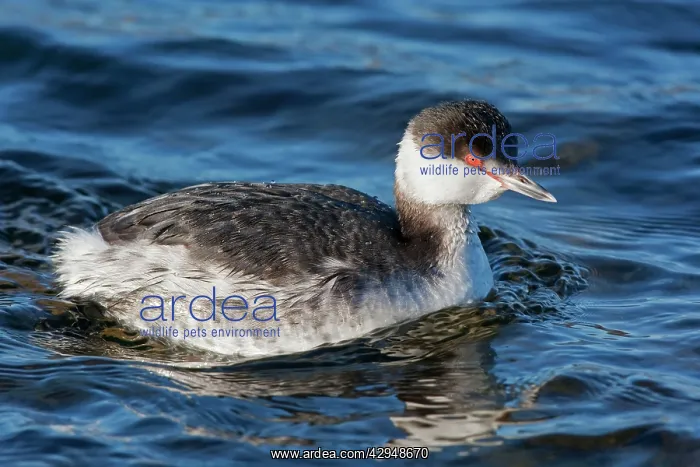 : Horned Grebe - Winter plumage : Horned Grebe - Winter plumage