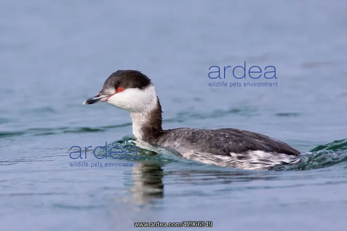 : Horned Grebe - Winter Plumage : Horned Grebe - Winter Plumage
