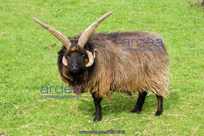 : Four horned Hebridian / St Kilda sheep : Four horned Hebridian / St Kilda sheep