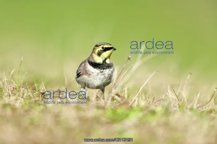 : Horned Lark : Horned Lark