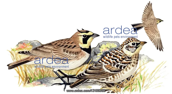 : Horned Lark : Horned Lark