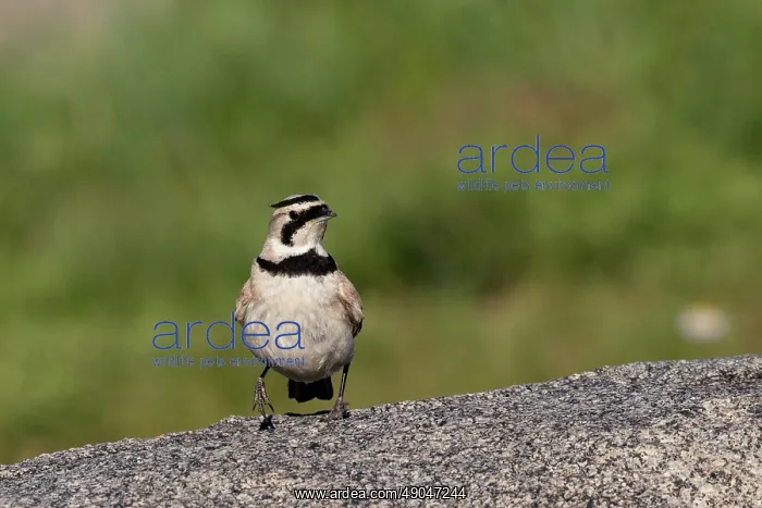 : Horned Lark : Horned Lark