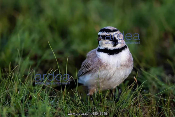: Horned Lark : Horned Lark