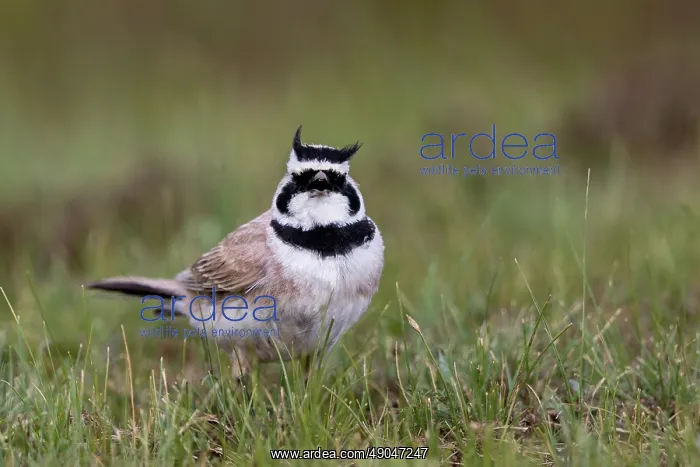 : Horned Lark : Horned Lark