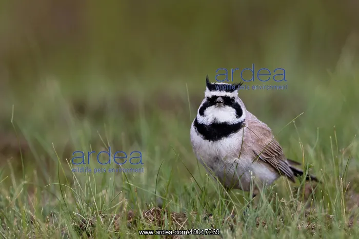 : Horned Lark : Horned Lark
