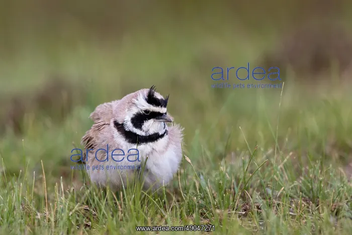: Horned Lark : Horned Lark