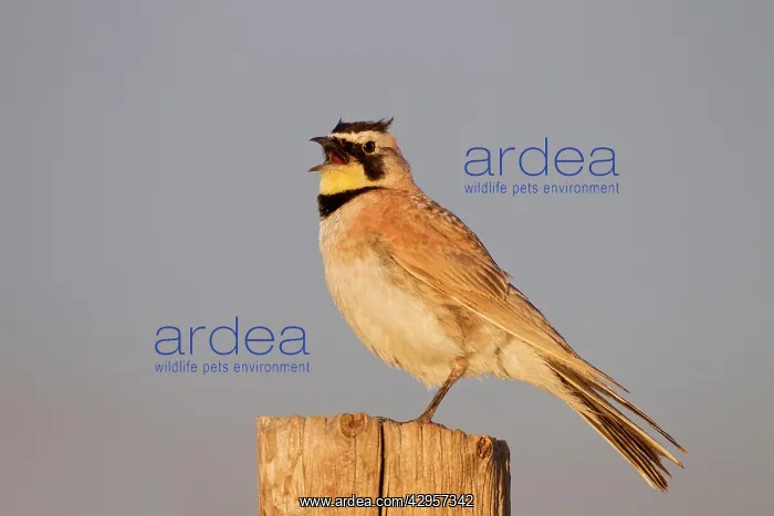 : Horned Lark - adult in breeding plumage : Horned Lark - adult in breeding plumage