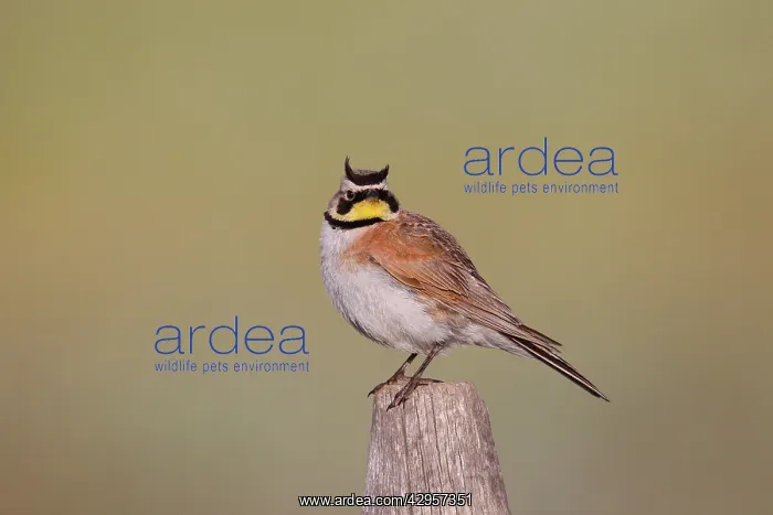 : Horned Lark - adult in breeding plumage : Horned Lark - adult in breeding plumage