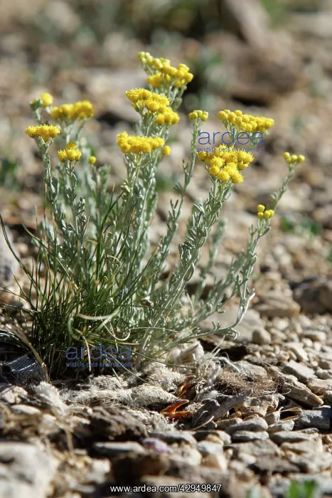 : Two Horned Lark chicks - in nest below Tanacetum : Two Horned Lark chicks - in nest below Tanacetum