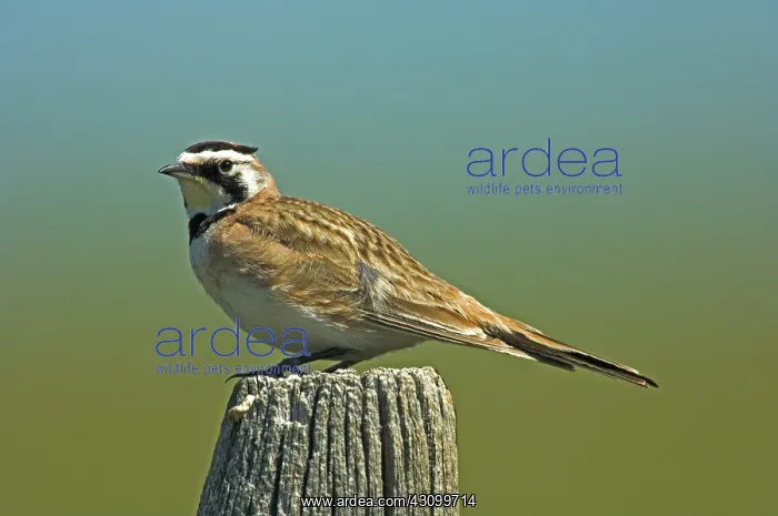 : Horned Lark (Eremophila alpestris) : Horned Lark (Eremophila alpestris)