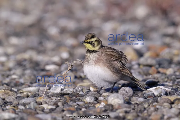  : Horned Lark Eremophila alpestris Foraging along Connec