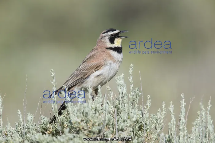  : Horned Lark - Eremophila alpestris - Singing from