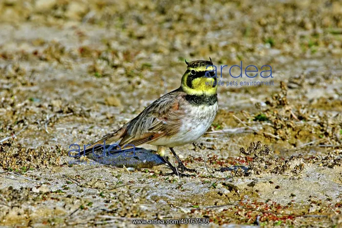: Horned Lark showing horns : Horned Lark showing horns