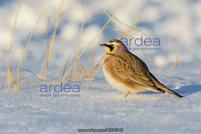 : Horned lark in snow, Marion County, Illinois : Horned lark in snow, Marion County, Illinois