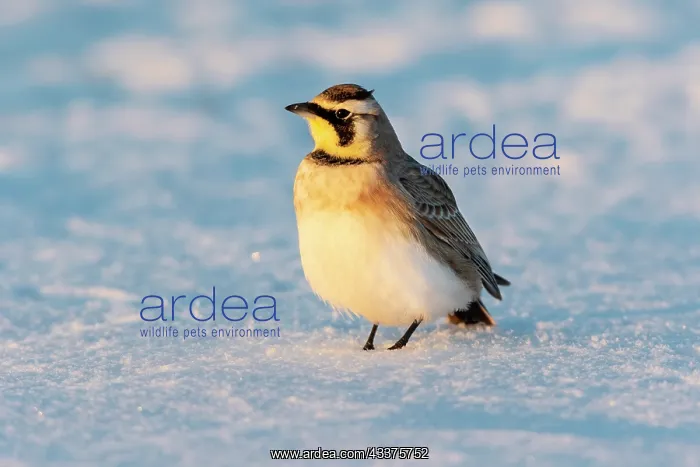 : Horned lark in snow, Marion County, Illinois : Horned lark in snow, Marion County, Illinois
