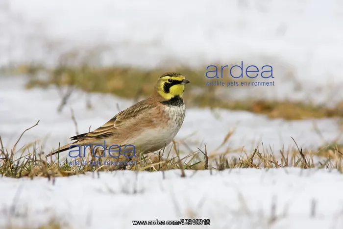 : Horned Lark - in winter : Horned Lark - in winter