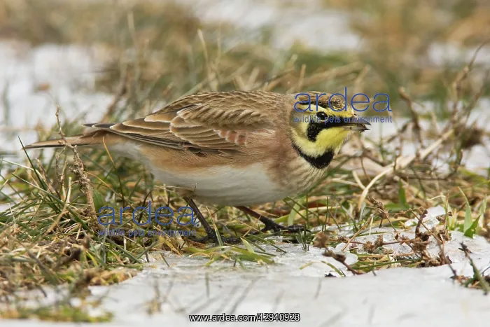 : Horned Lark - in winter : Horned Lark - in winter
