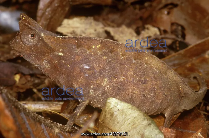 : Horned Leaf Chameleon : Horned Leaf Chameleon