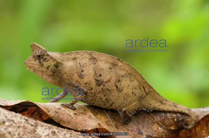 : Horned Leaf Chameleon : Horned Leaf Chameleon