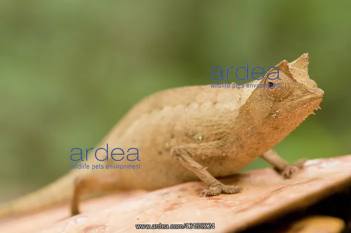 : Horned Leaf Chameleon : Horned Leaf Chameleon