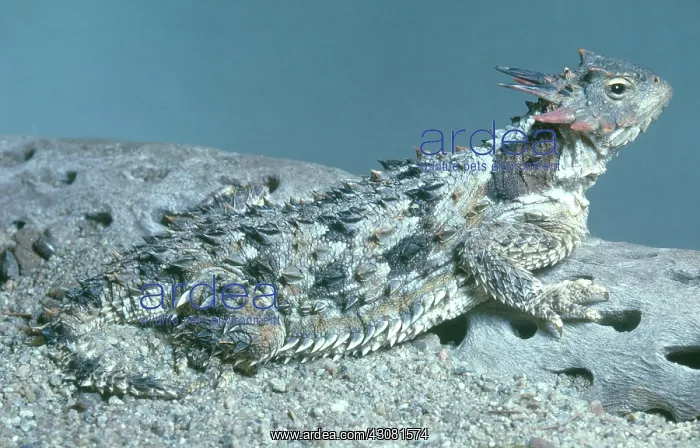  : Horned Lizard