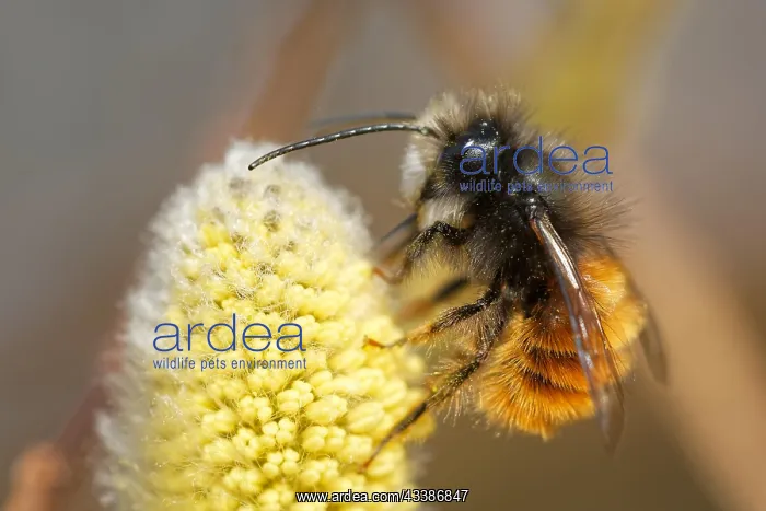 : Horned mason bee : Horned mason bee