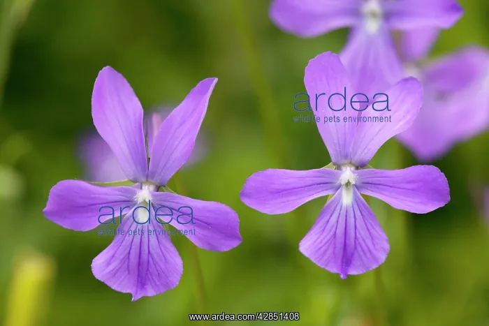 : Horned Pansy - endemic : Horned Pansy - endemic