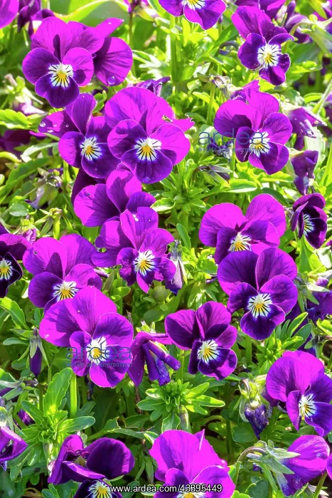 : Horned Pansy (Viola cornuta) Halo Purple in bloom : Horned Pansy (Viola cornuta) Halo Purple in bloom