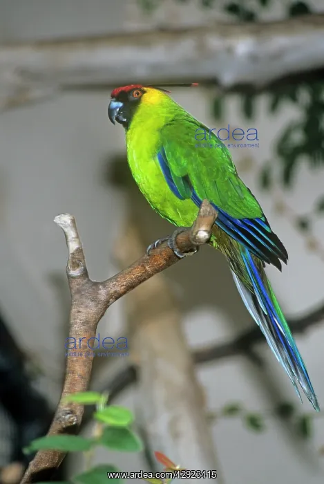 : HORNED PARAKEET - PERCHED : HORNED PARAKEET - PERCHED