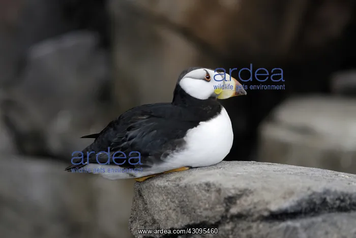 : Horned Puffin : Horned Puffin