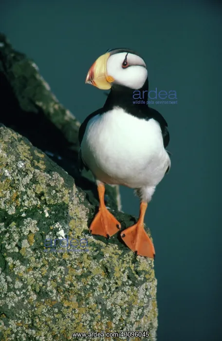 : Horned Puffin : Horned Puffin