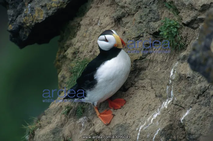 : Horned Puffin : Horned Puffin