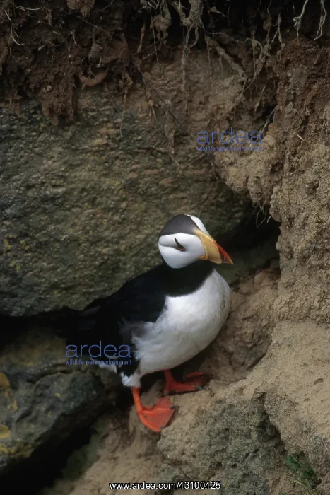 : Horned Puffin : Horned Puffin