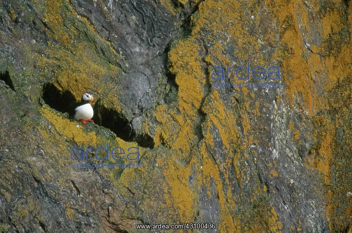 : Horned Puffin : Horned Puffin