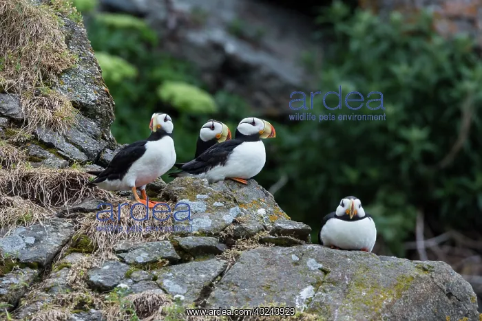 : Horned Puffin, Alaska, USA : Horned Puffin, Alaska, USA