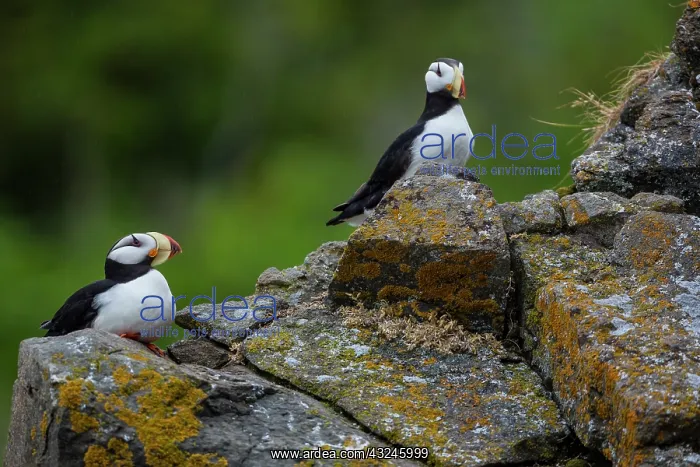 : Horned Puffin, Alaska, USA : Horned Puffin, Alaska, USA