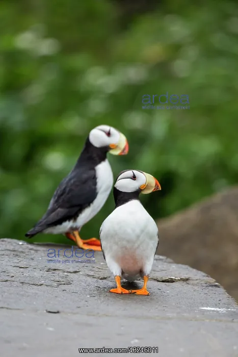 : Horned Puffin, Alaska, USA : Horned Puffin, Alaska, USA
