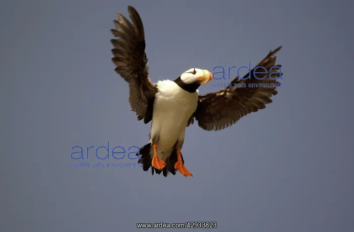 : Horned Puffin - In flight : Horned Puffin - In flight