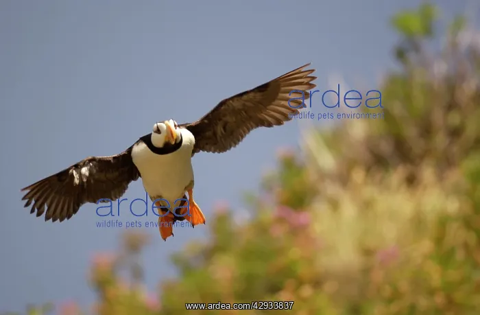 : Horned Puffin - In flight : Horned Puffin - In flight