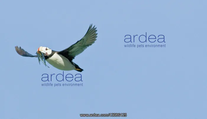 : Horned Puffin in Flight : Horned Puffin in Flight