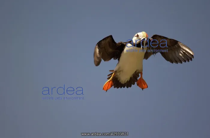 : Horned Puffin - In flight with food in beak : Horned Puffin - In flight with food in beak