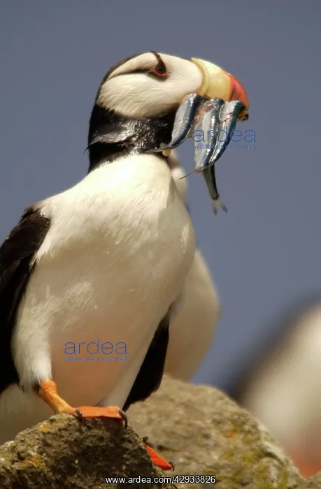 : Horned Puffin - With food in beak : Horned Puffin - With food in beak