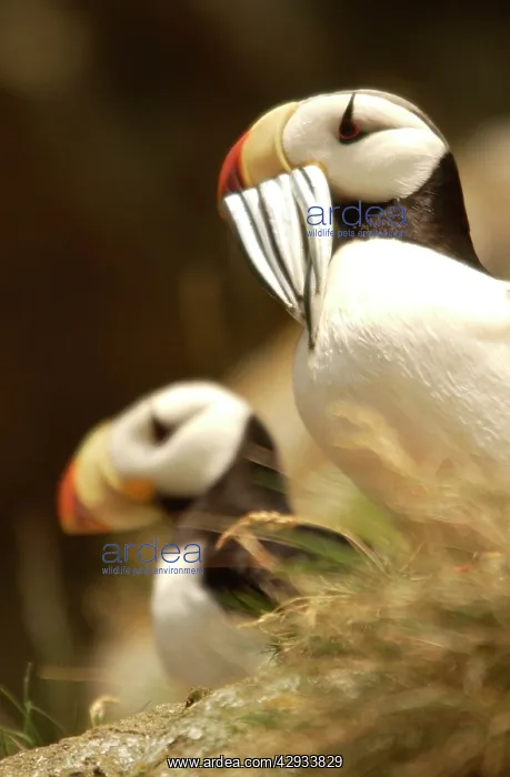 : Horned Puffin - With food in beak : Horned Puffin - With food in beak