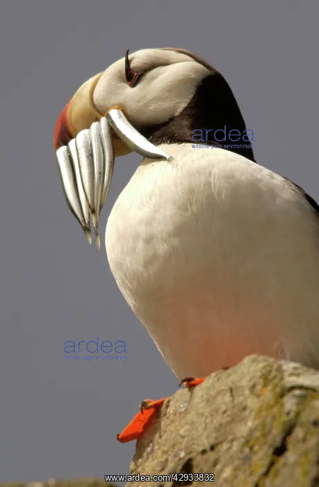 : Horned Puffin - With food in beak : Horned Puffin - With food in beak