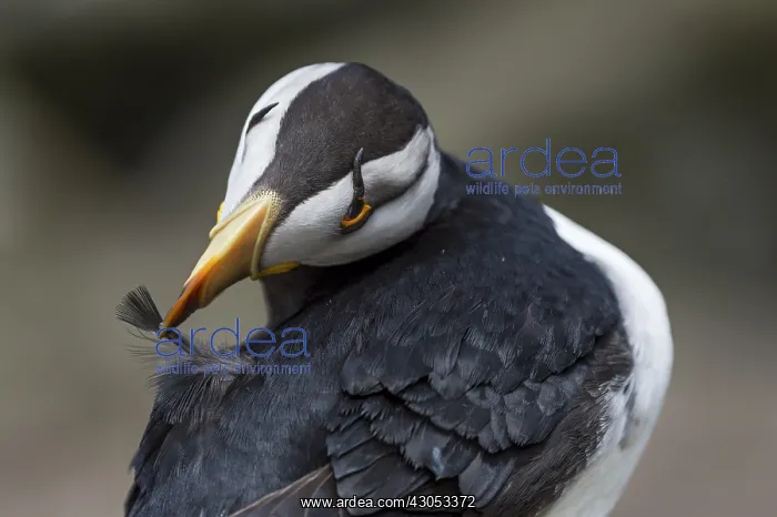 : Horned puffin (Fratercula corniculata) preening : Horned puffin (Fratercula corniculata) preening