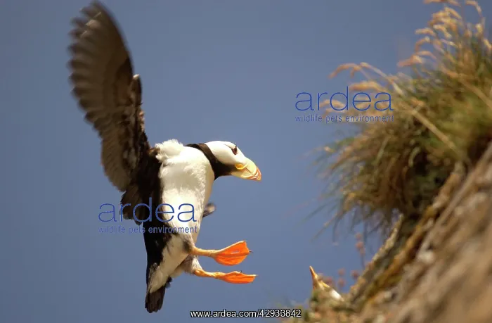 : Horned Puffin - Landing : Horned Puffin - Landing