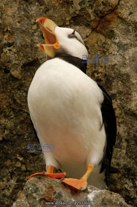 : Horned Puffin - With open beak : Horned Puffin - With open beak