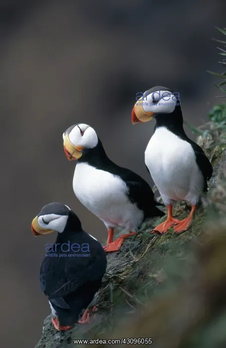 : Horned Puffins : Horned Puffins